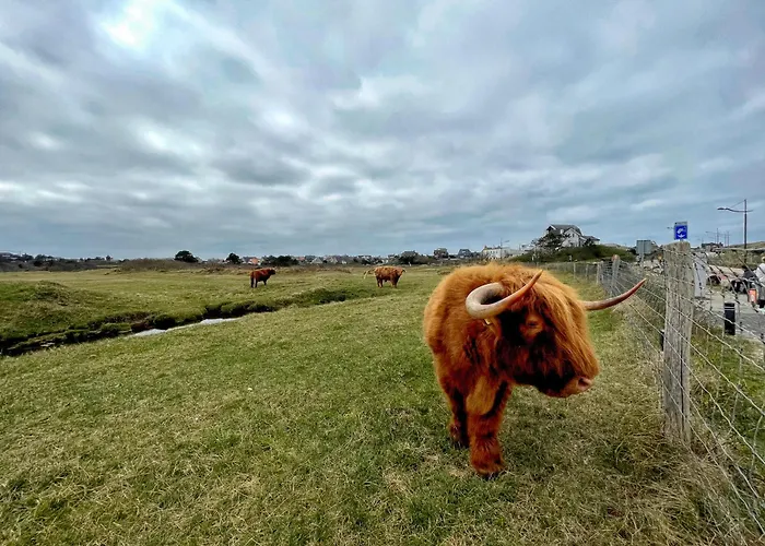 Duinstudio Vakantiehuis *